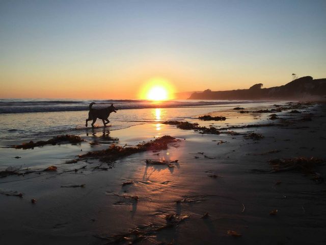 Dog at R-Beach. Credit: Brian Wolf